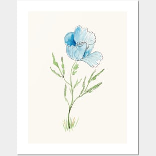 Blue Poppy Sketch in Pen, Ink and Watercolor Posters and Art